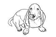 Basset hound dog