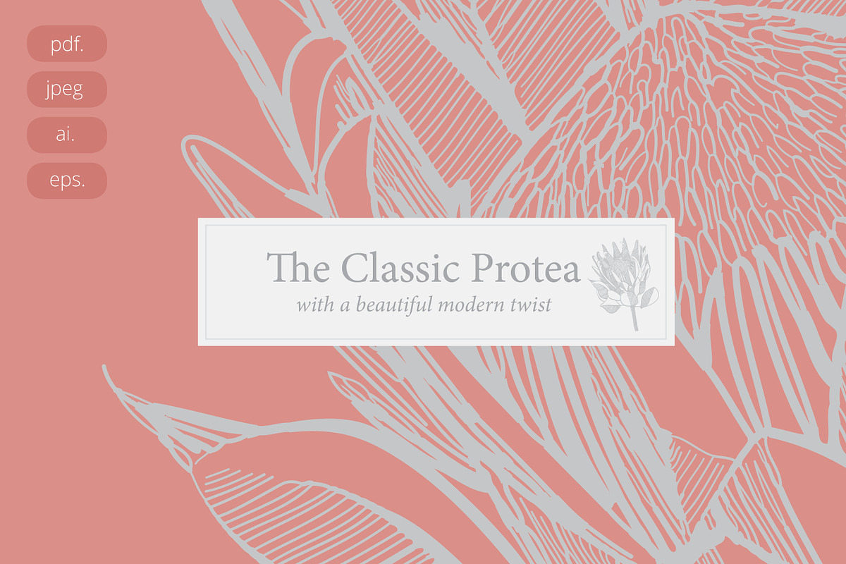 Protea Illustration Vector in Illustrations - product preview 8