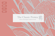 Protea Illustration Vector