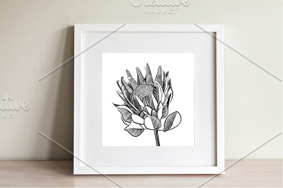 Protea Illustration Vector in Illustrations - product preview 1