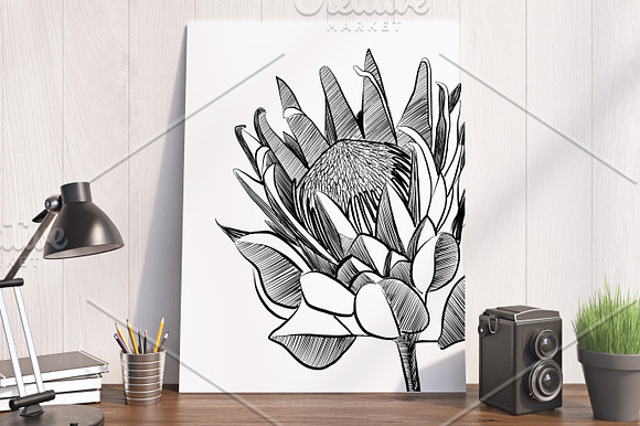 Protea Illustration Vector in Illustrations - product preview 4