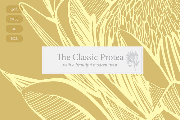 Protea Illustration Vector in Illustrations - product preview 5
