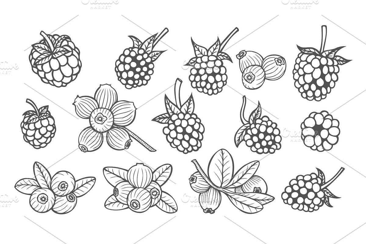 Hand drawn berries in Illustrations - product preview 8