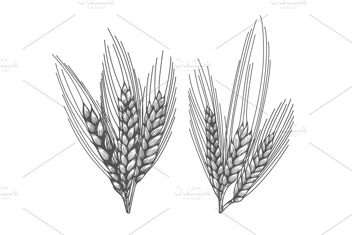 Wheat bread ears sketch in Illustrations - product preview 8