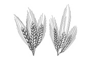 Wheat bread ears sketch