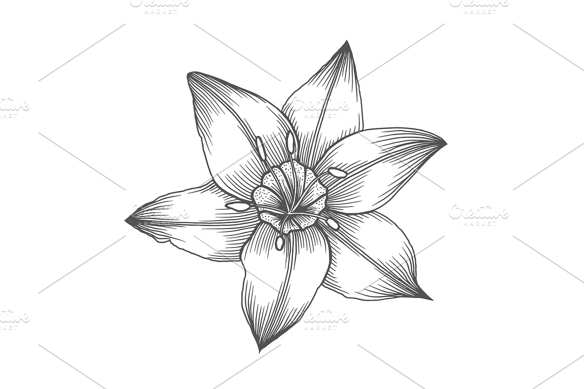 flower in a vintage style in Illustrations - product preview 8