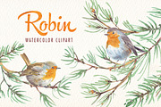 watercolor robin bird clipart