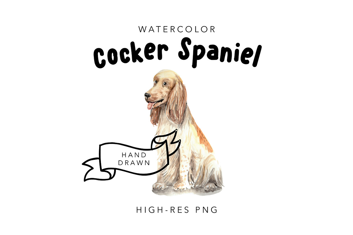 Watercolor Dog Portrait: Spaniel in Illustrations - product preview 8