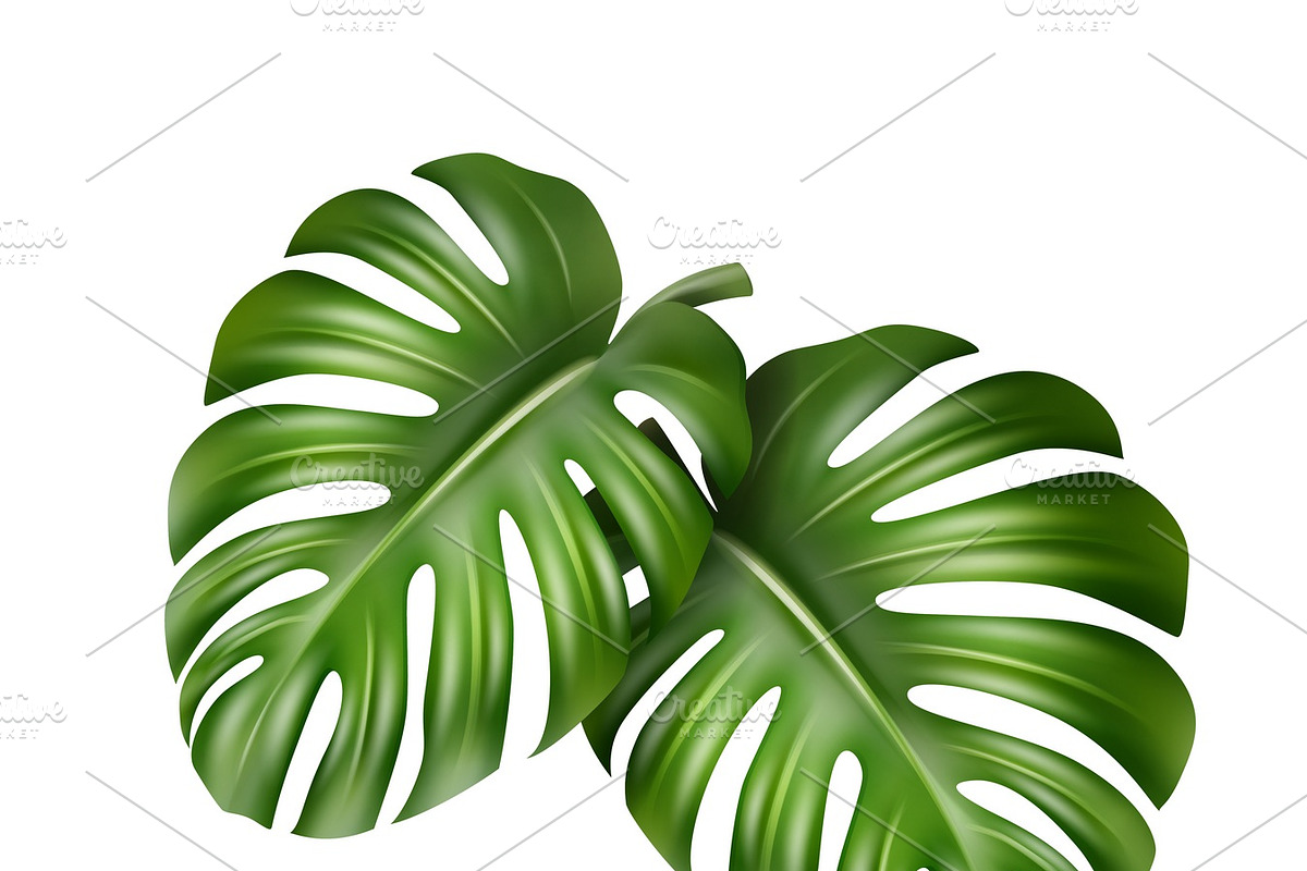 Two Monstera leaves in Illustrations - product preview 8