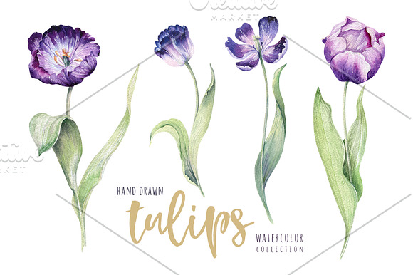 Watercolor violet tulips in Illustrations - product preview 1