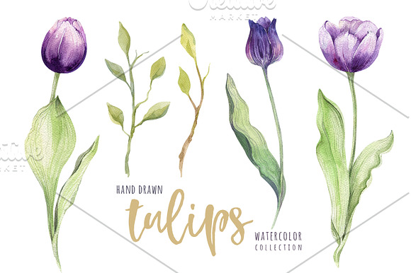 Watercolor violet tulips in Illustrations - product preview 2