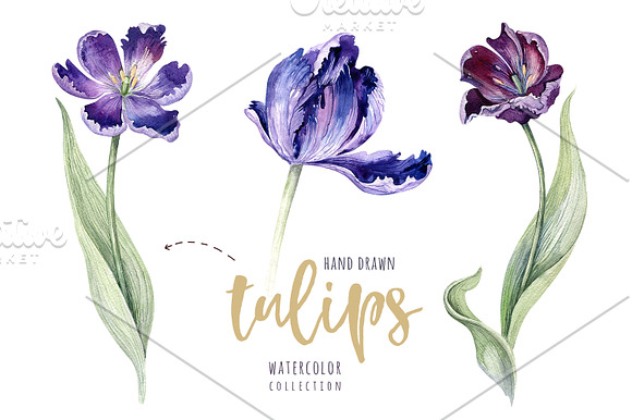 Watercolor violet tulips in Illustrations - product preview 3
