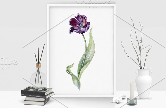 Watercolor violet tulips in Illustrations - product preview 4