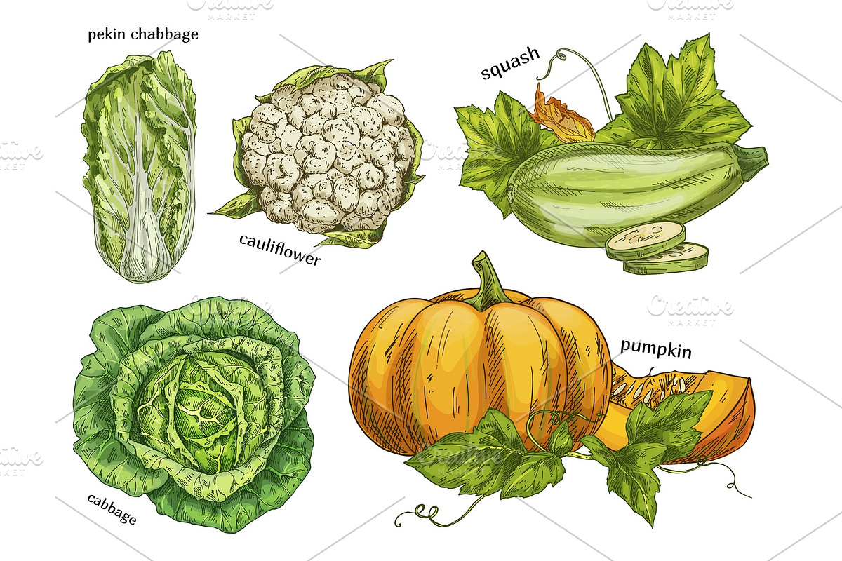 Sketch of napa cabbage, squash and cauliflower in Illustrations - product preview 8
