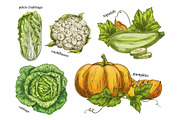 Sketch of napa cabbage, squash and cauliflower