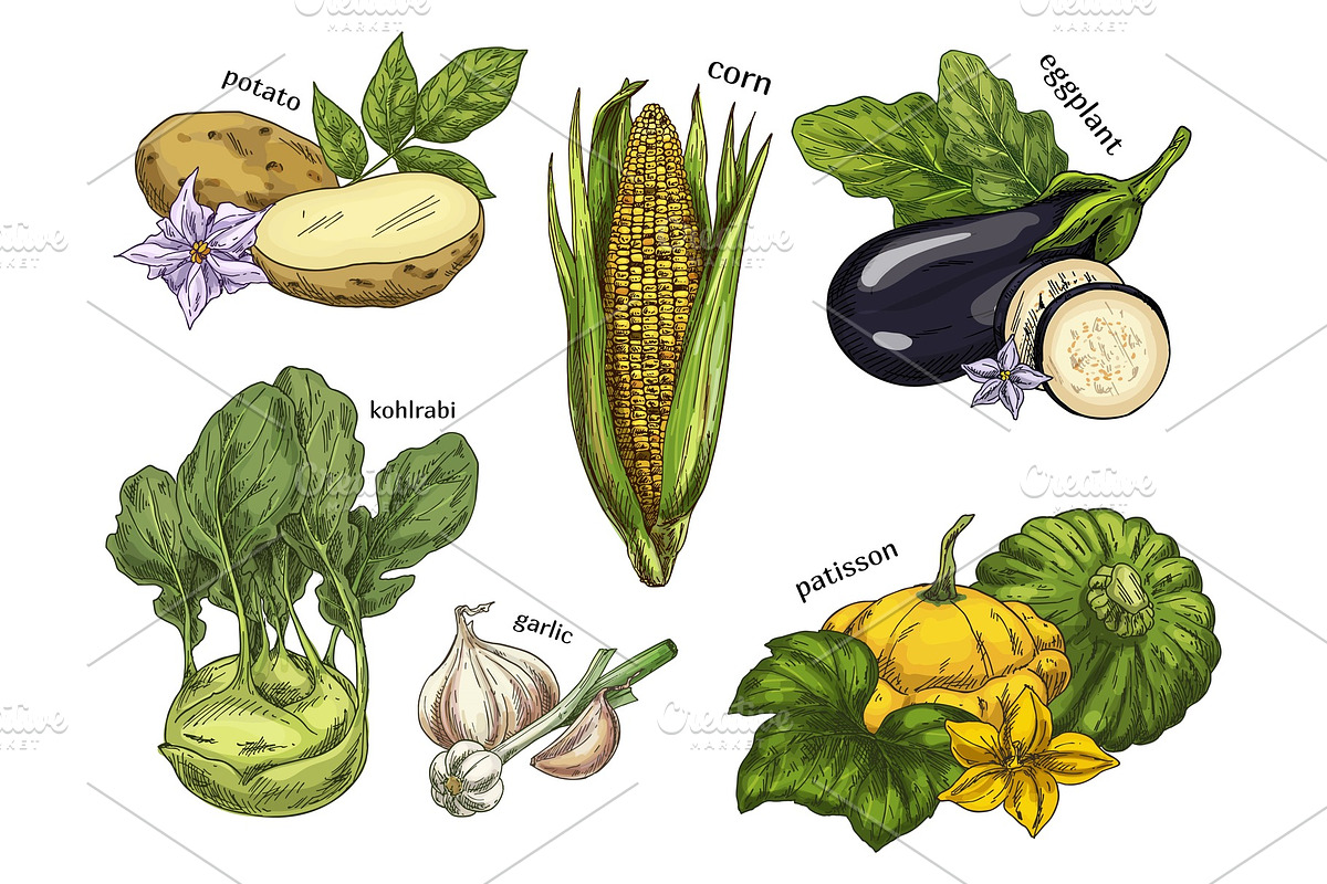 Sketch of corn and potato, kohlrabi and eggplant in Illustrations - product preview 8