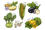 Sketch of corn and potato, kohlrabi and eggplant