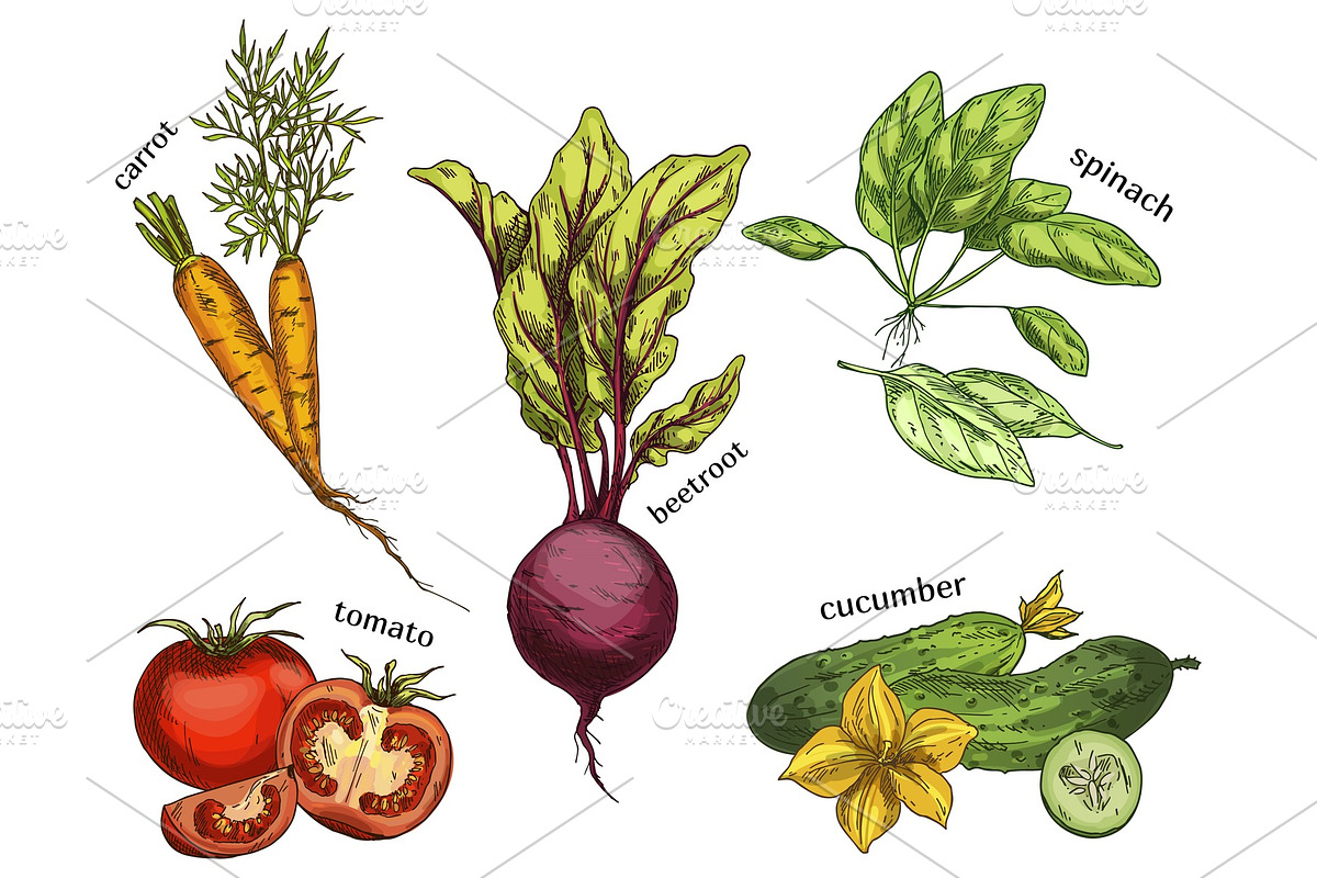 Sketches for carrot and tomato, cucumber, beetroot in Illustrations - product preview 8