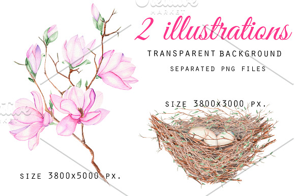 Spring Magnolia. Watercolor clip art in Illustrations - product preview 2