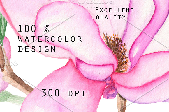 Spring Magnolia. Watercolor clip art in Illustrations - product preview 5