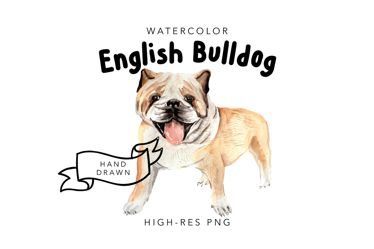 Watercolor Dog Portrait: Bulldog in Illustrations - product preview 8