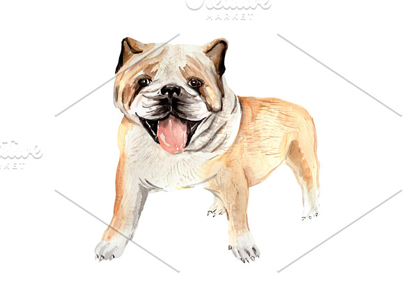 Watercolor Dog Portrait: Bulldog in Illustrations - product preview 1