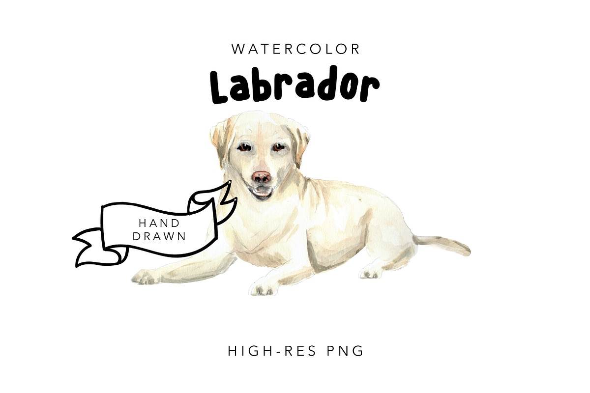 Labrador: Watercolor Dog Portrait in Illustrations - product preview 8