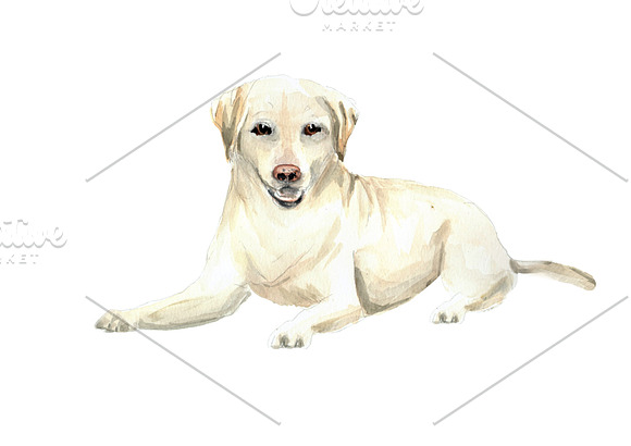 Labrador: Watercolor Dog Portrait in Illustrations - product preview 1