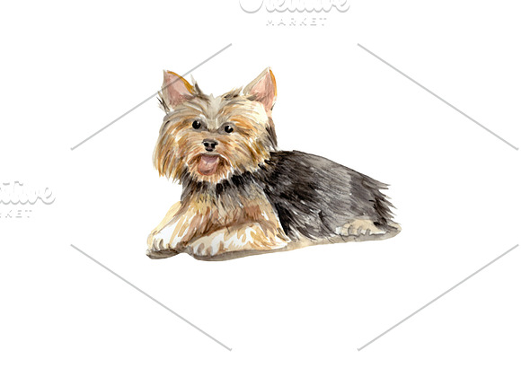 Watercolor Clipart Yorkshire Terrier in Illustrations - product preview 1