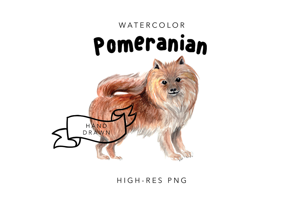 Pomeranian: Watercolor Dog Drawing in Illustrations - product preview 8