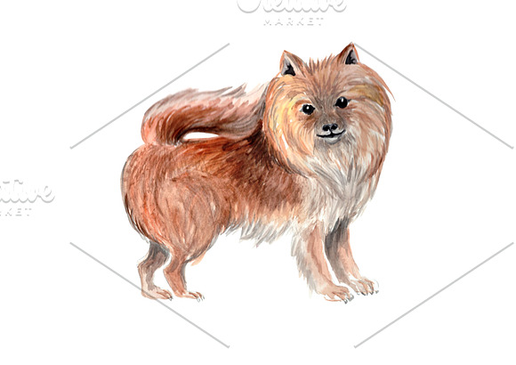 Pomeranian: Watercolor Dog Drawing in Illustrations - product preview 1