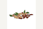Isolated clipart Almond