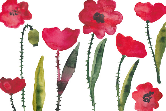 Watercolor poppies in Illustrations - product preview 1