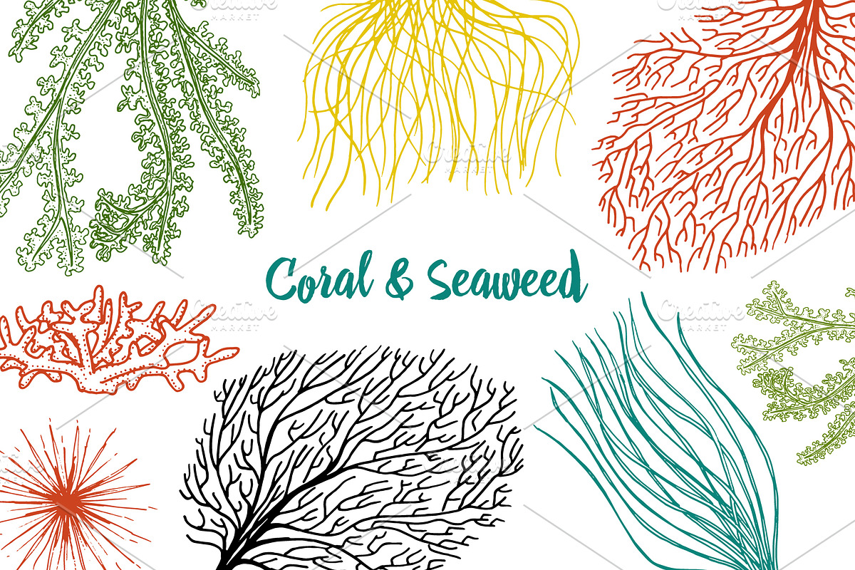 Marine Plants Seaweed. Sea Life. in Illustrations - product preview 8