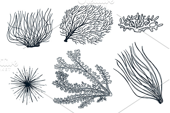 Marine Plants Seaweed. Sea Life. in Illustrations - product preview 1