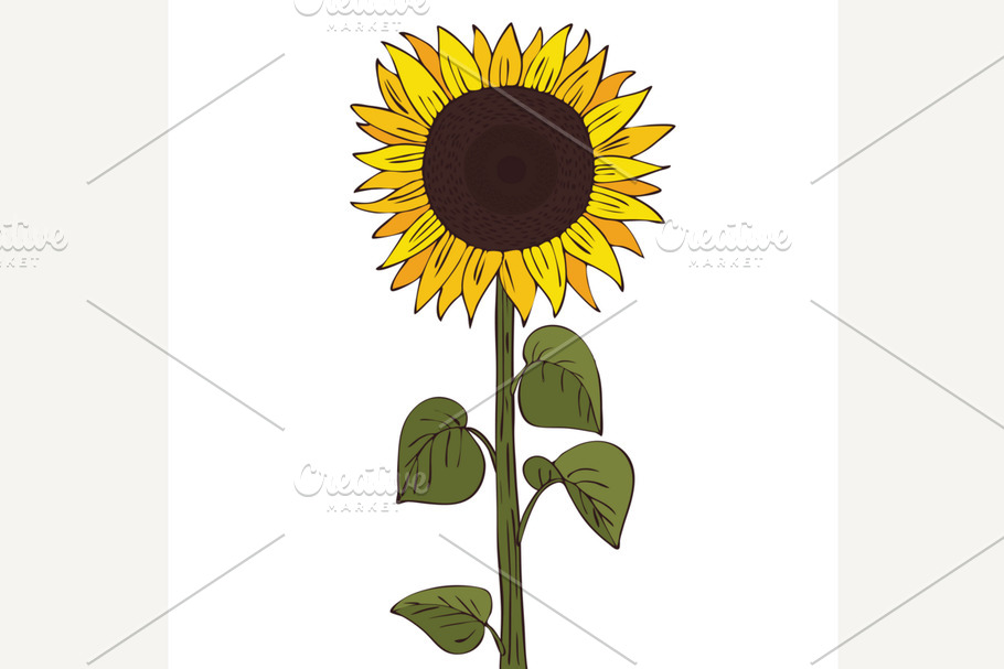 Isolate helianthus or sunflower in Illustrations - product preview 8