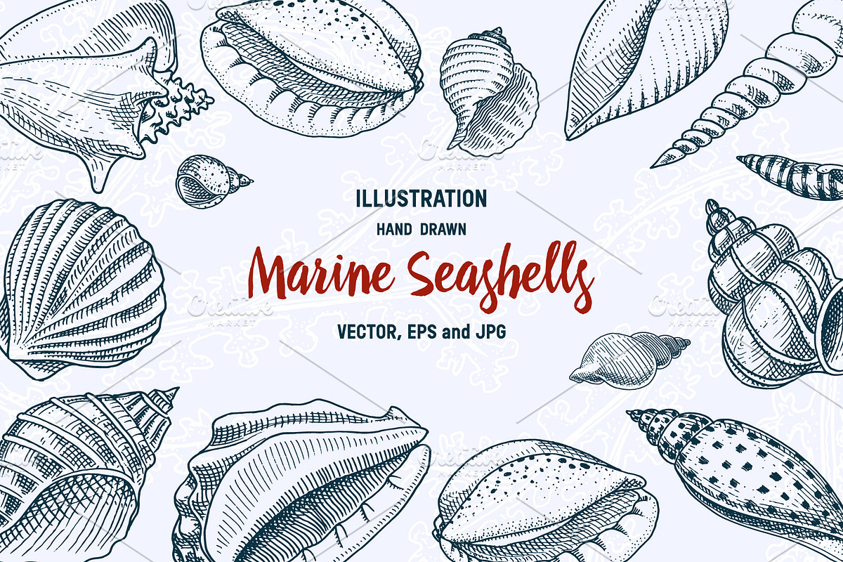 Marine Seashells or Mollusca. in Illustrations - product preview 8