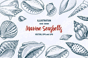 Marine Seashells or Mollusca.