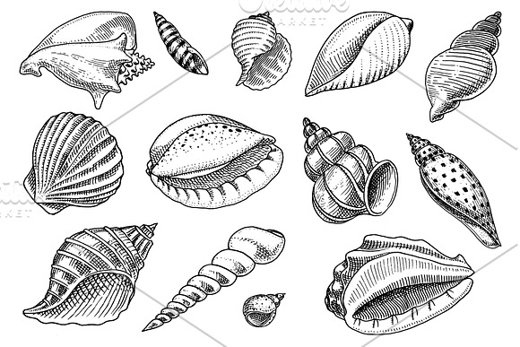 Marine Seashells or Mollusca. in Illustrations - product preview 1