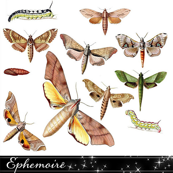 Vintage Moth & Caterpillar Images in Illustrations - product preview 1