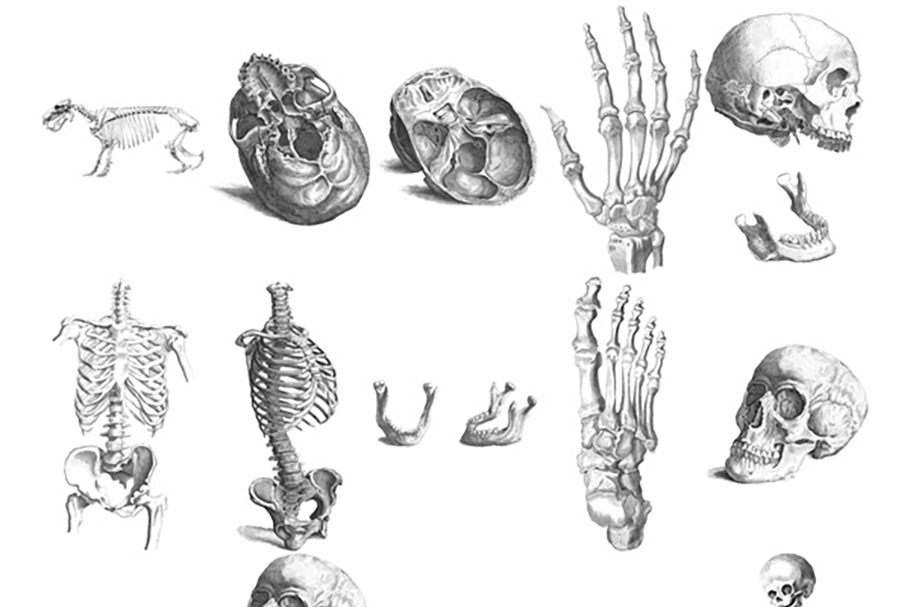 Human & Animal Bones Digital Images