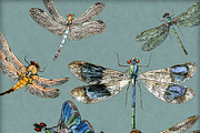 Vintage Dragonfly Digital Image Set