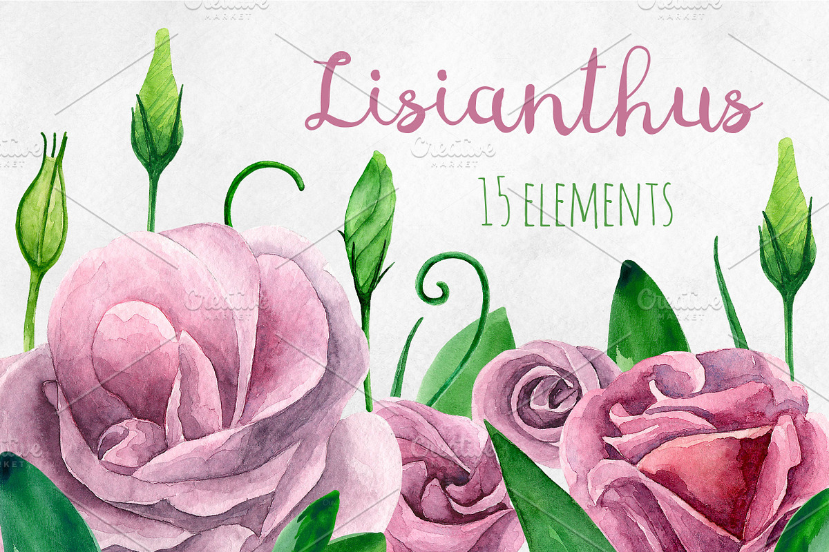 Watercolor lisianthus clip art in Illustrations - product preview 8