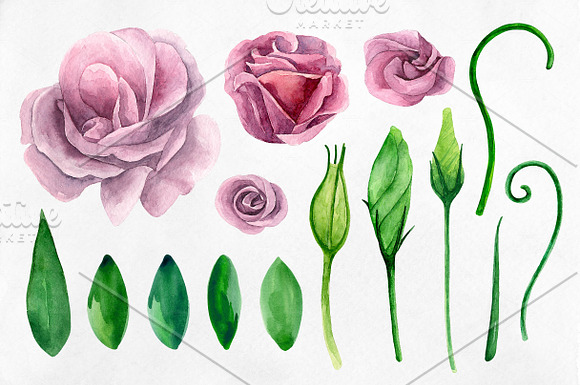 Watercolor lisianthus clip art in Illustrations - product preview 1