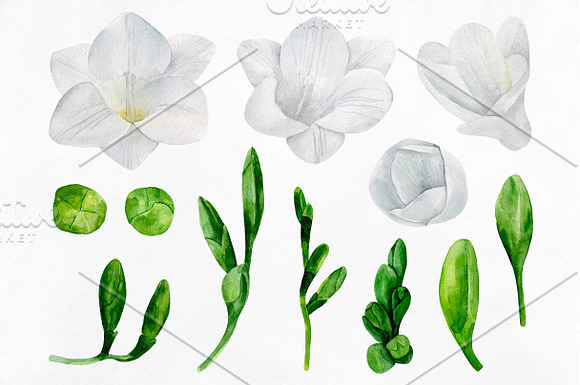 Watercolor white freesia clip art in Illustrations - product preview 1