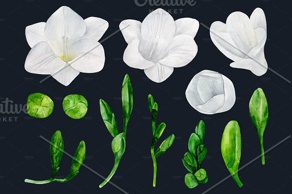Watercolor white freesia clip art in Illustrations - product preview 2