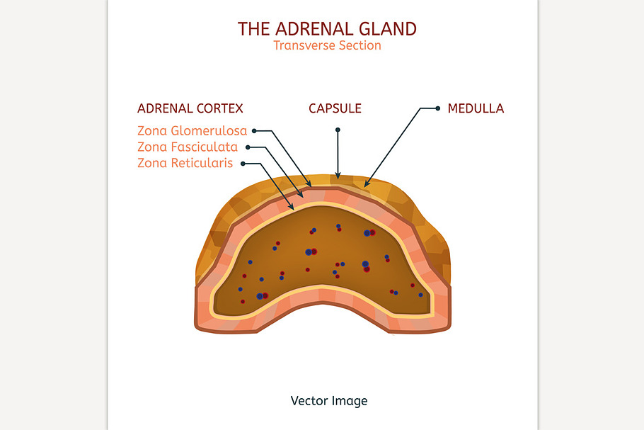 Adrenal Gland in Illustrations - product preview 8