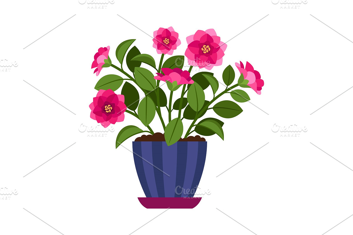 Camellia house plant in flower pot in Illustrations - product preview 8