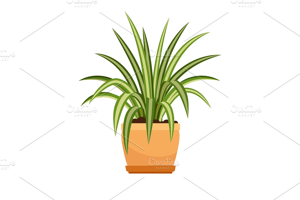 Chlorophytum house plant in flower pot in Illustrations - product preview 8