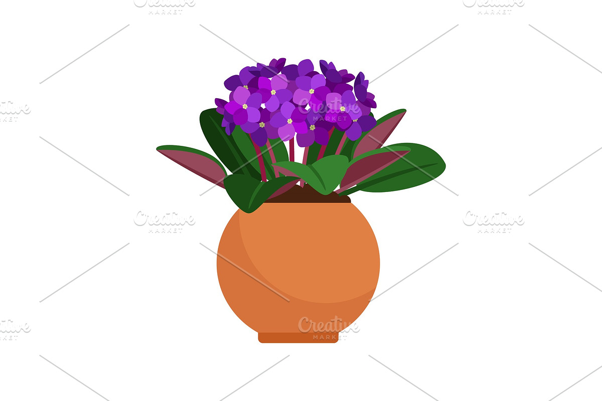 Viola house plant in flower pot in Illustrations - product preview 8